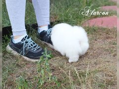 Spitz Pomeranian baiat si fata complet Catelus