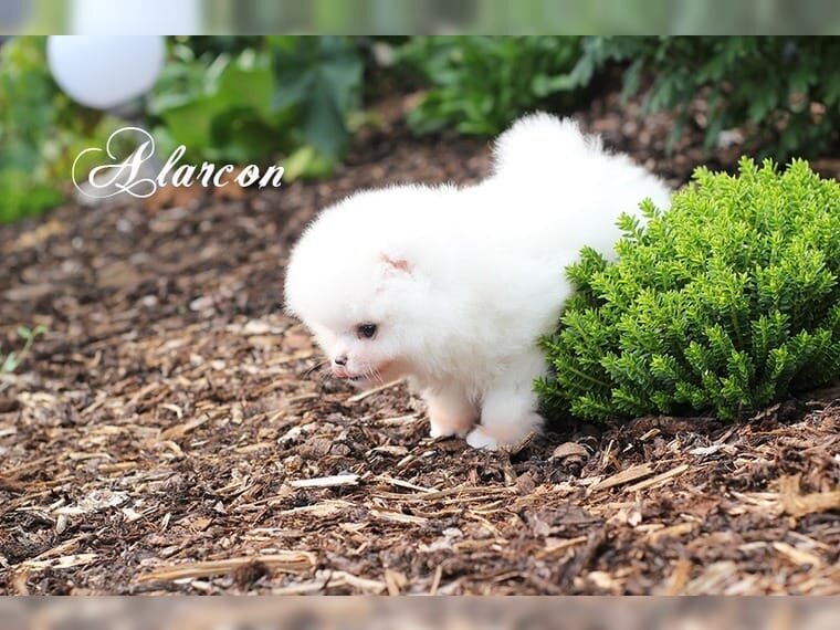 Spitz Pomeranian baiat si fata complet Catelus