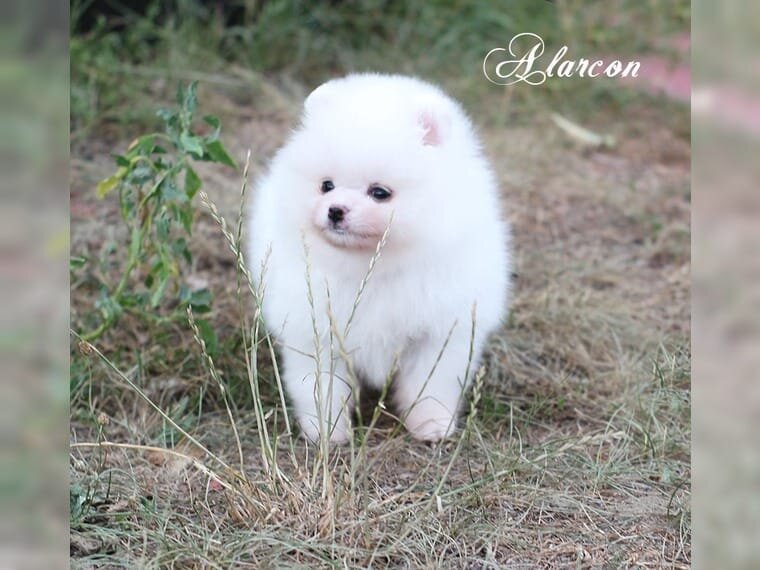 Spitz Pomeranian baiat si fata complet Catelus