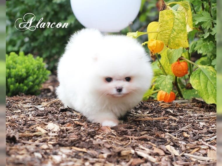 Spitz Pomeranian baiat si fata complet Catelus