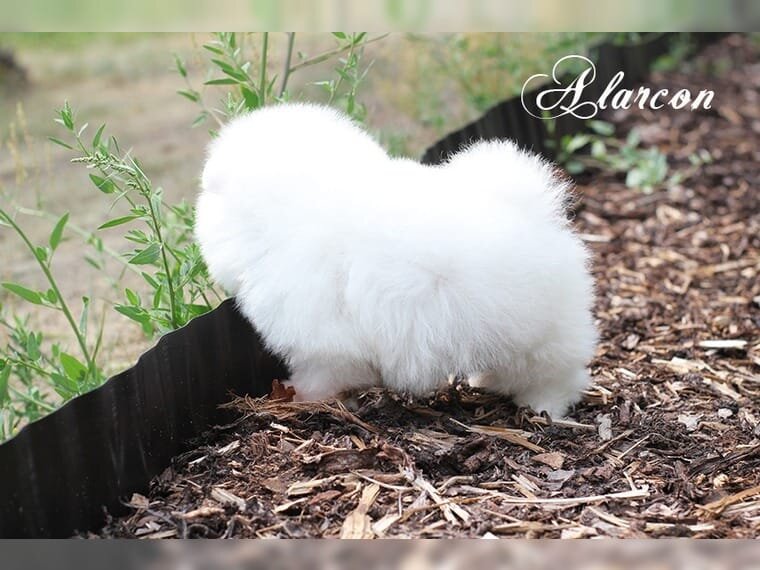 Spitz Pomeranian baiat si fata complet Catelus