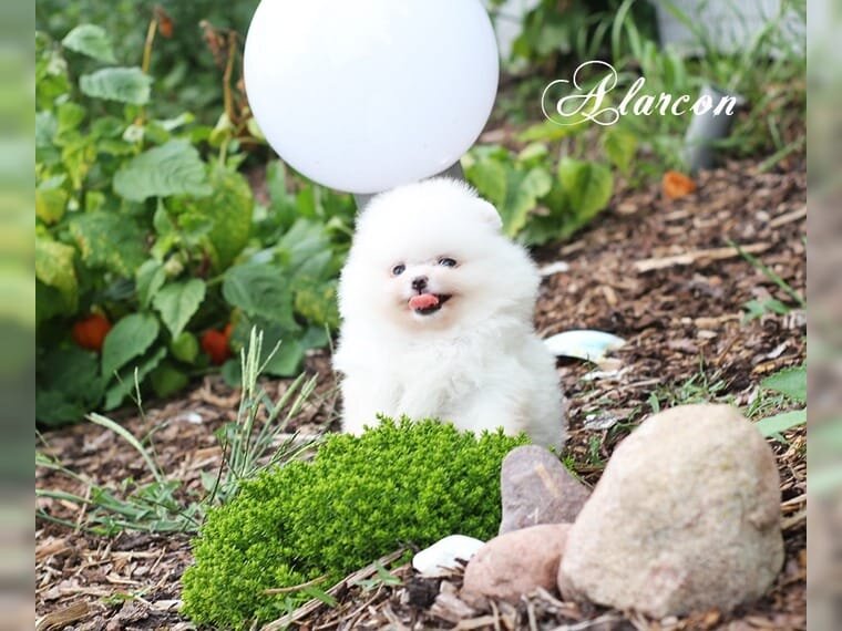 Spitz Pomeranian baiat si fata complet Catelus