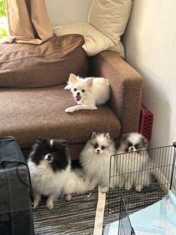 Spitz Pomeranian baiat si fata complet Catelus