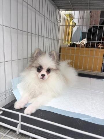 Spitz Pomeranian baiat si fata complet Catelus
