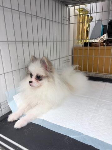 Spitz Pomeranian baiat si fata complet Catelus