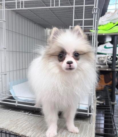 Spitz Pomeranian baiat si fata complet Catelus