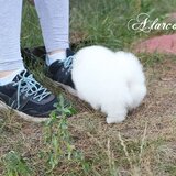 Spitz Pomeranian baiat si fata complet Catelus