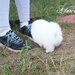 Spitz Pomeranian baiat si fata complet Catelus