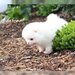 Spitz Pomeranian baiat si fata complet Catelus