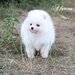 Spitz Pomeranian baiat si fata complet Catelus