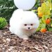 Spitz Pomeranian baiat si fata complet Catelus