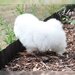 Spitz Pomeranian baiat si fata complet Catelus
