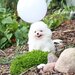 Spitz Pomeranian baiat si fata complet Catelus