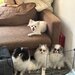Spitz Pomeranian baiat si fata complet Catelus
