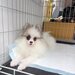 Spitz Pomeranian baiat si fata complet Catelus