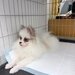 Spitz Pomeranian baiat si fata complet Catelus