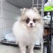 Spitz Pomeranian baiat si fata complet Catelus